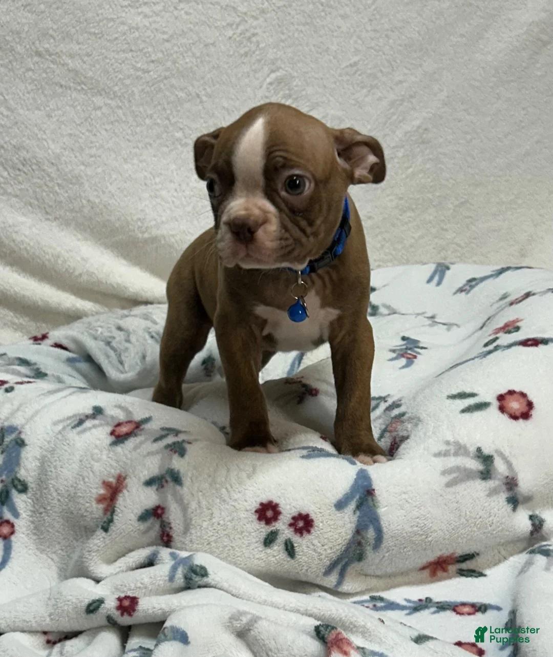 Boston Terrier dogs for sale: Bo - Ad 1