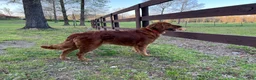 Golden Retriever dogs for sale: Golden Retriever 4 - Ad 3