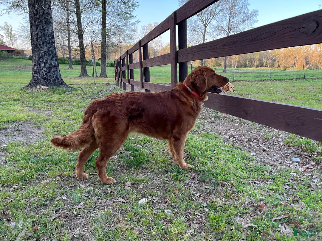 Golden Retriever dogs for sale: Golden Retriever 4 - Ad 3