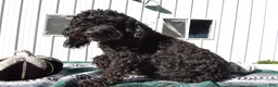 Mini Goldendoodle dogs for sale: Mini Goldendoodle 5 Elly - Ad 4