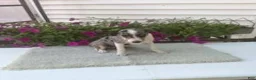 Mixed Breed dogs for sale: Mixed Breed 4 Macy - Ad 3