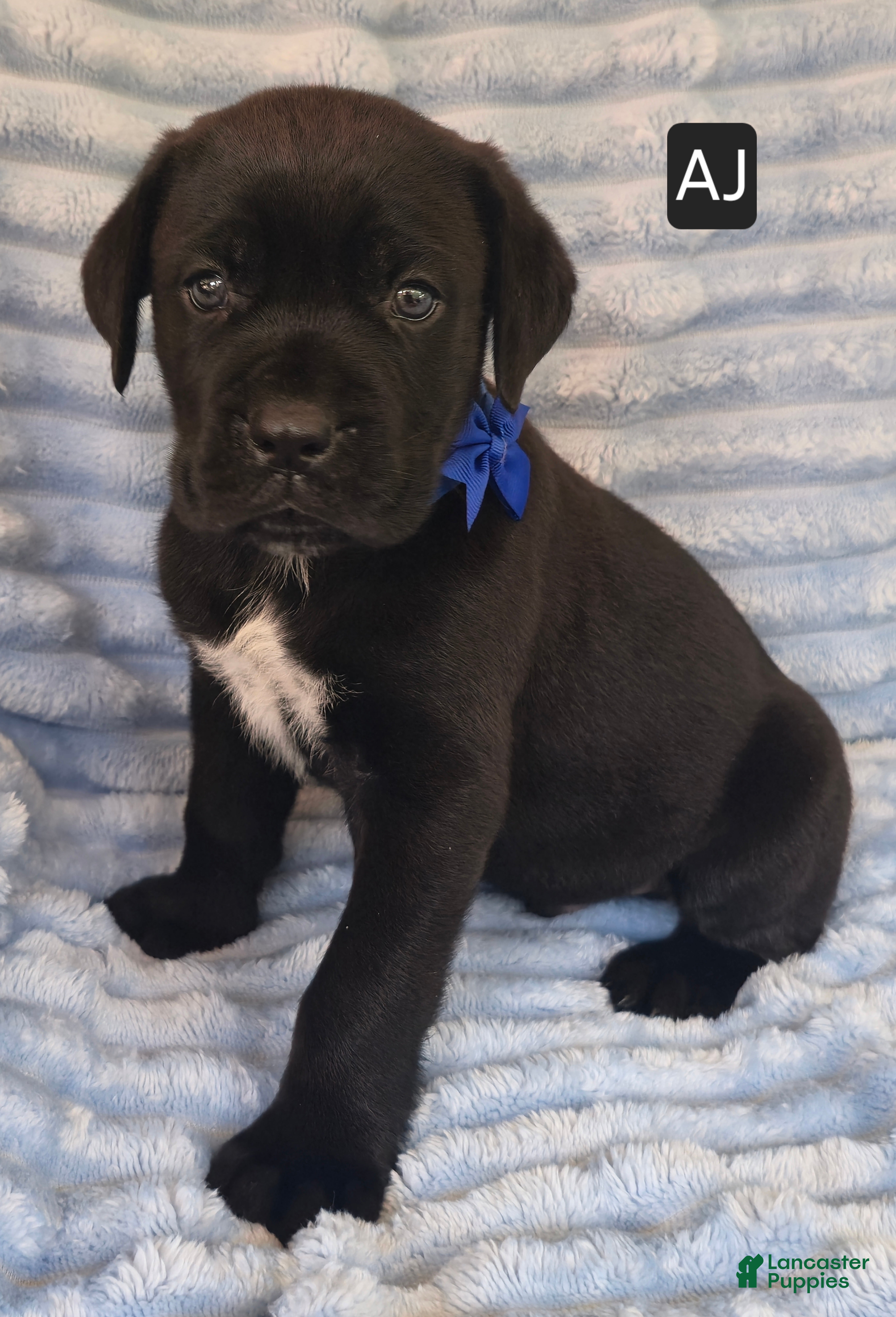 Cane Corso dogs AJ - Ad 1