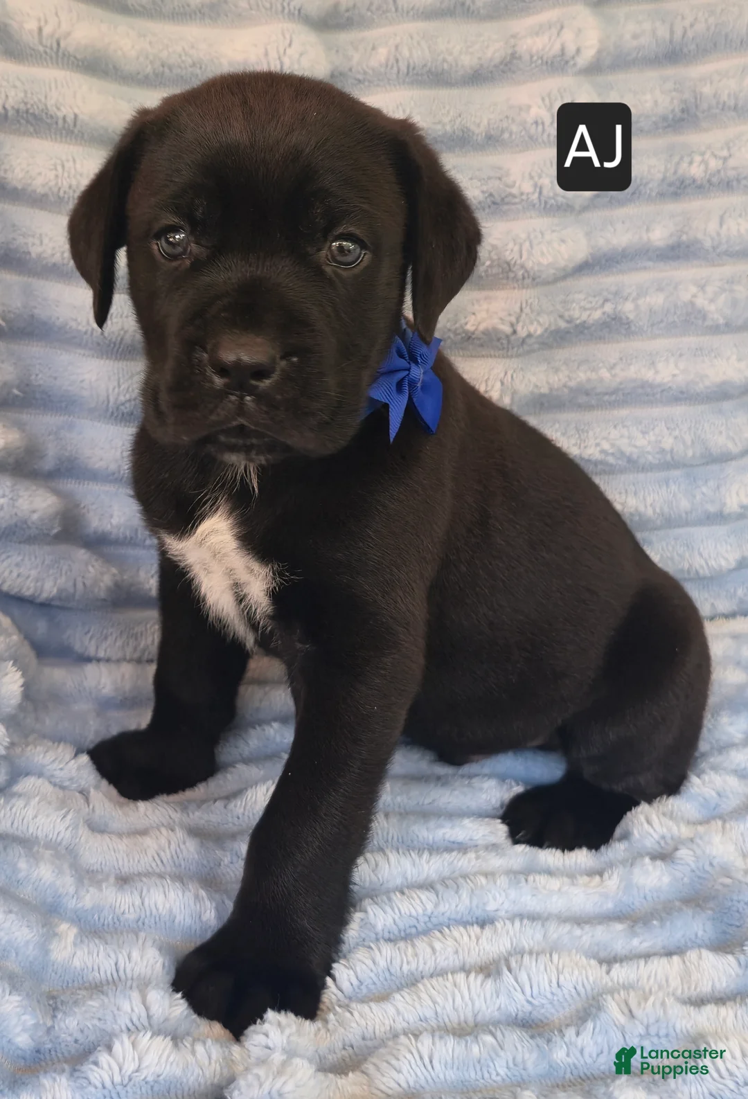 Cane Corso dogs for sale: AJ - Ad 1