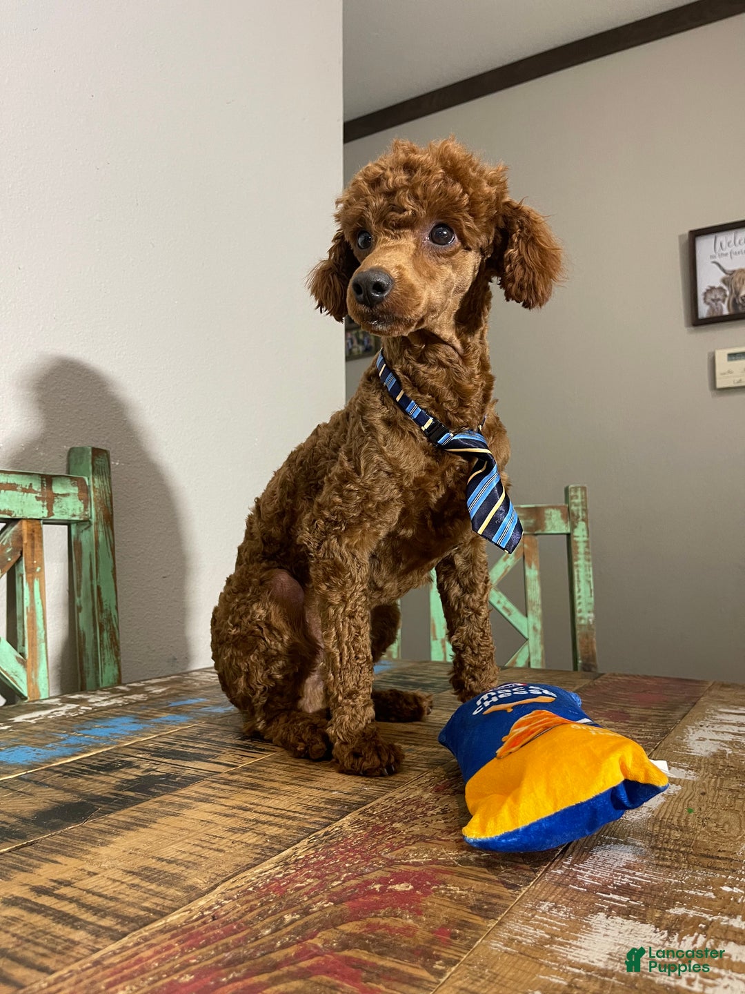 Miniature Poodle dogs for sale: Akc Clear Red Boy Bentley - Ad 6