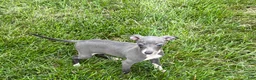 Italian Greyhound dogs for sale: Sydney  - Ad 6