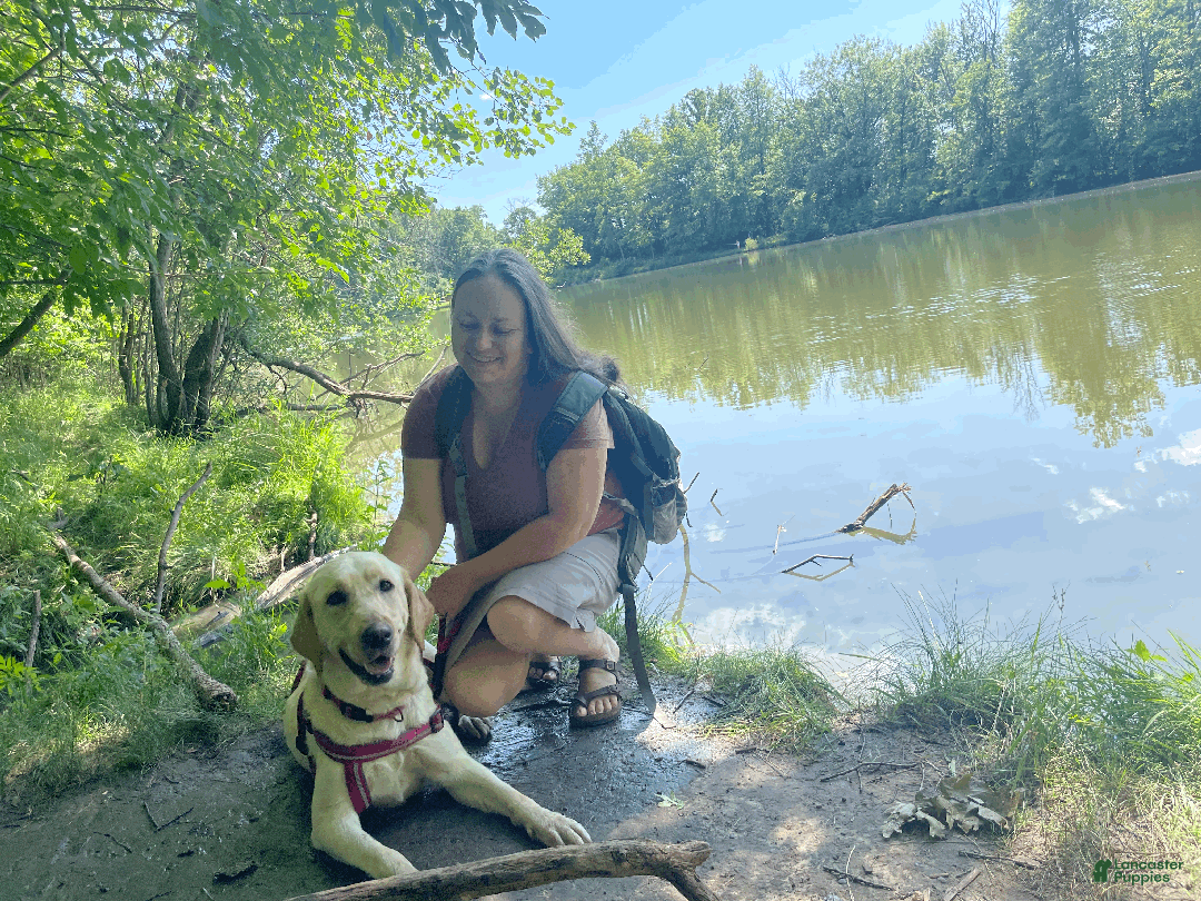 Labrador Retriever dogs for sale: Algonquin-red collar - Ad 2