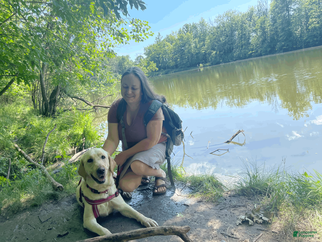 Labrador Retriever dogs for sale: Haystack- Orange collar - Ad 2