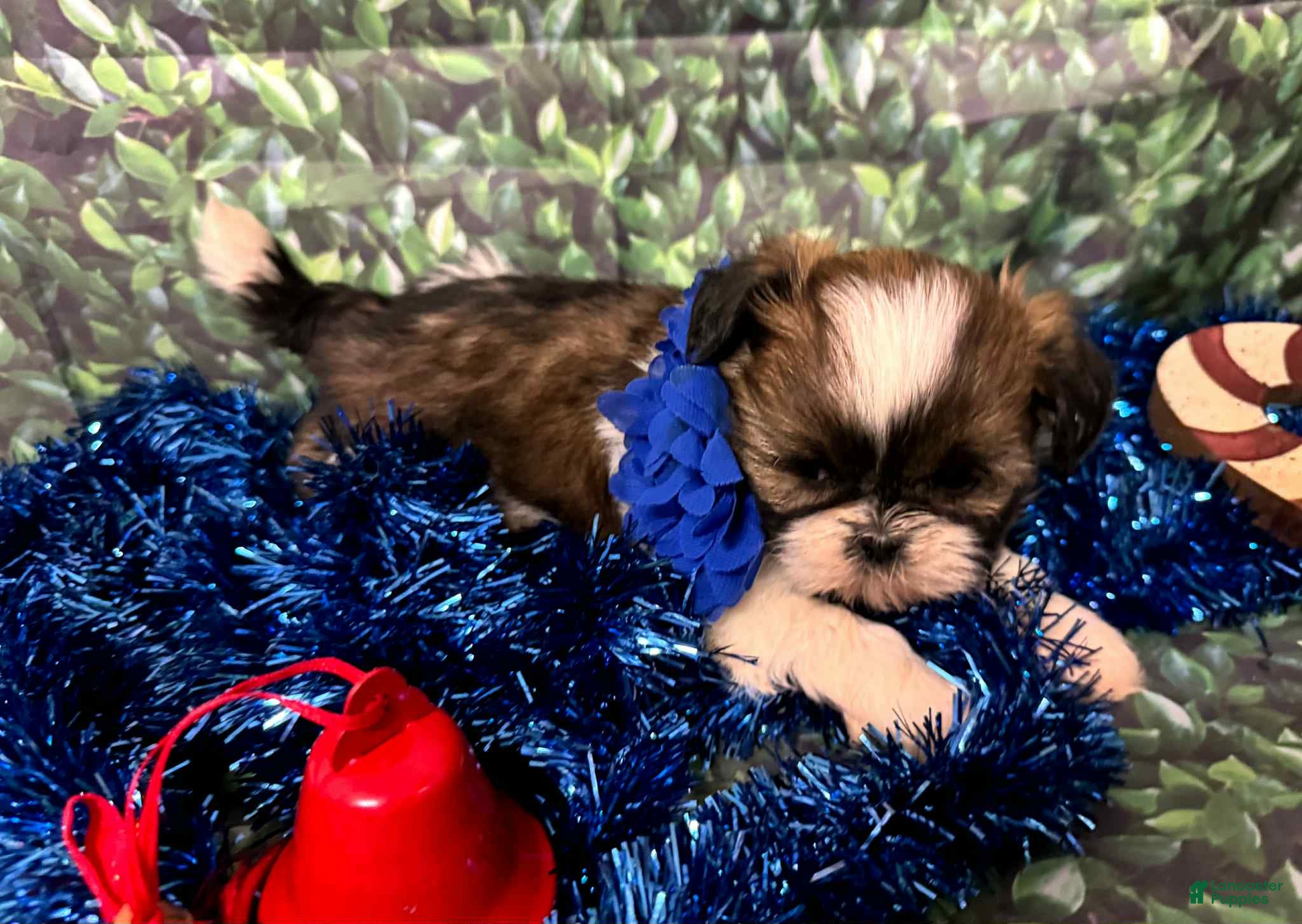 Shih Tzu dogs for sale: Hazel - Ad 2