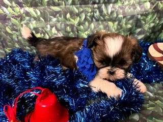 Shih Tzu dogs for sale: Hazel - Ad 2