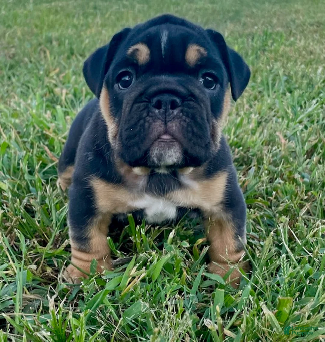 Gallery Image {{count}}