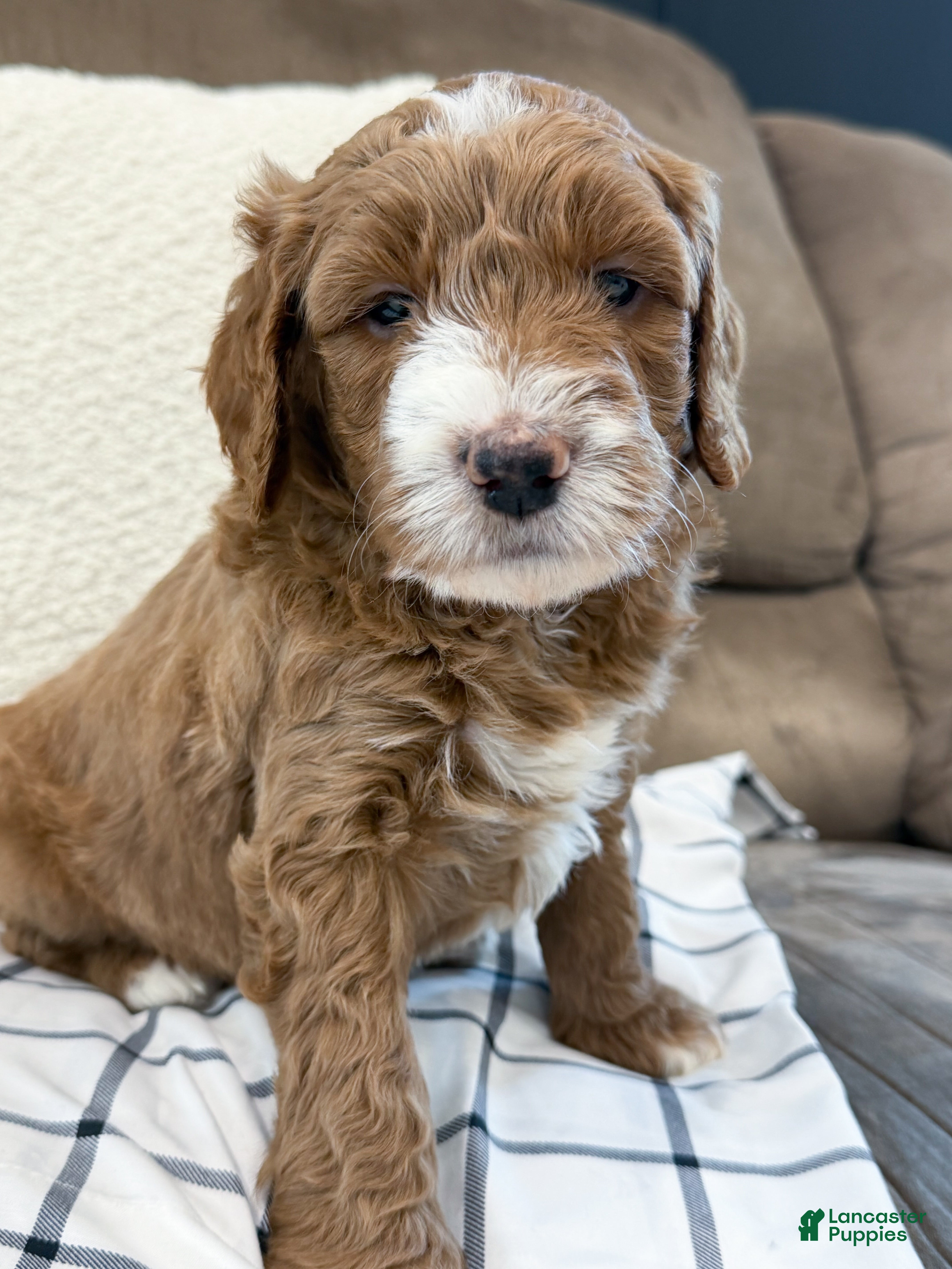 Goldendoodle dogs Jackson  - Ad 2