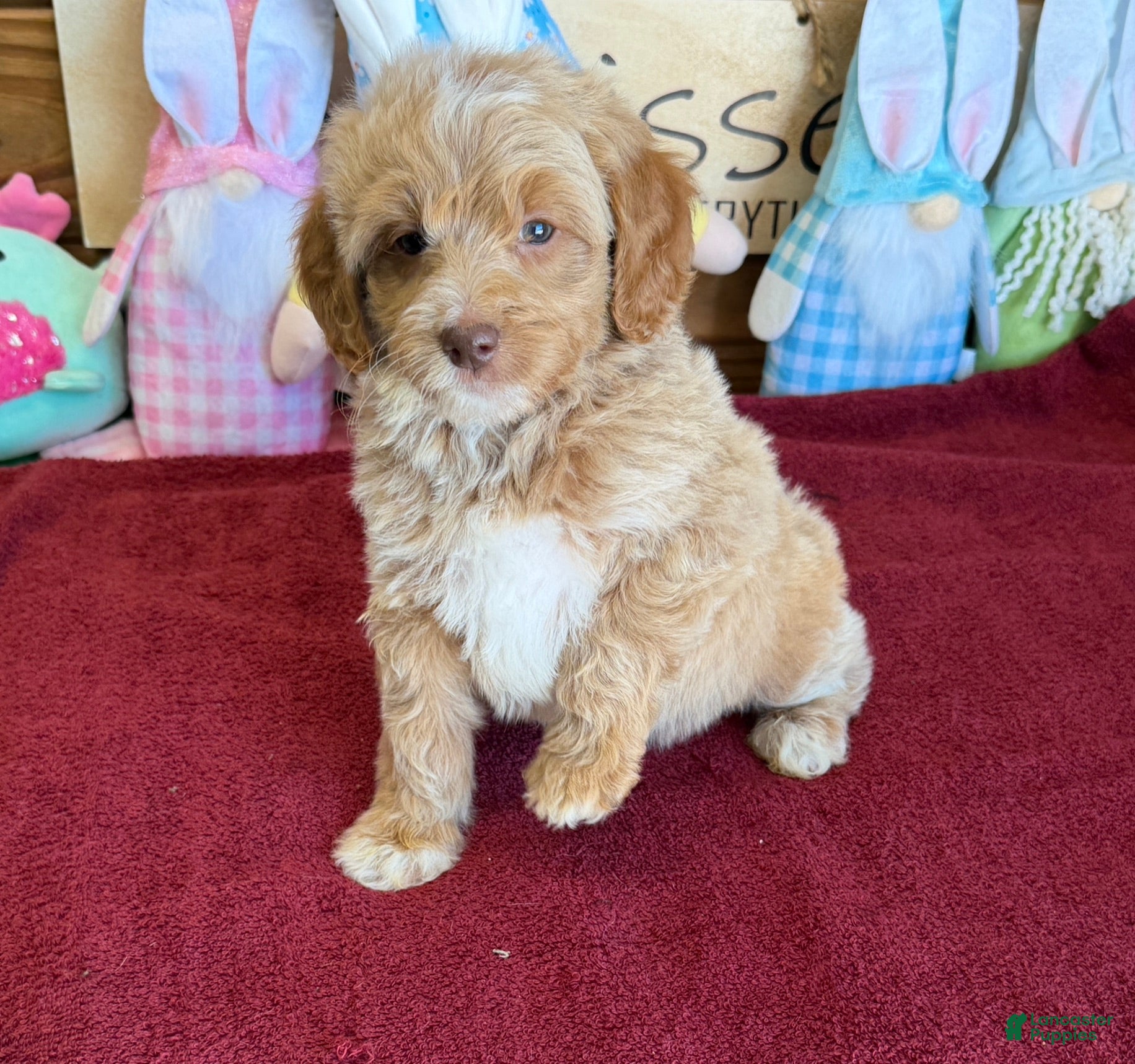 Mini Goldendoodle dogs Grant - Ad 5
