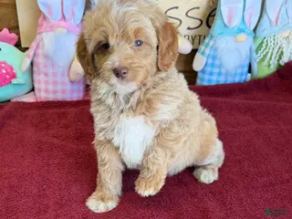 Mini Goldendoodle dogs Grant - Ad 13