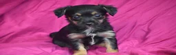 Yorkiepoo dogs for sale: Tinkerbelle - Ad 2
