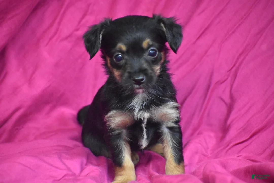 Yorkiepoo dogs for sale: Tinkerbelle - Ad 2