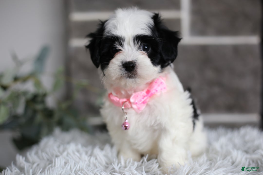 Maltipoo dogs for sale: Bonnie - Ad 4
