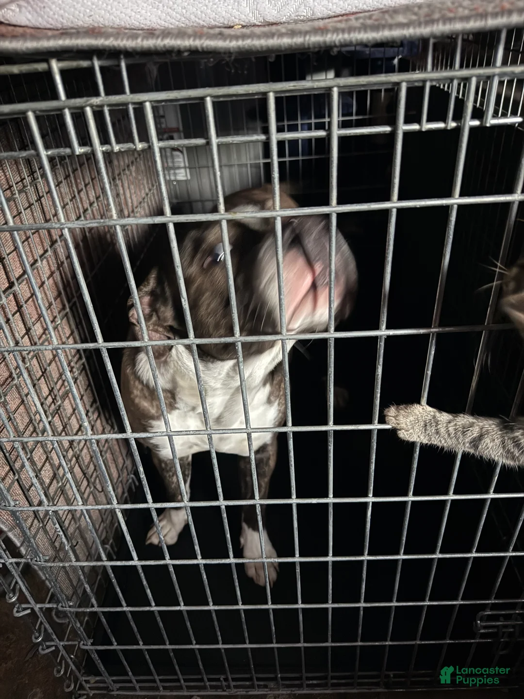 Mixed Breed dogs for sale: Johnna  - Ad 5