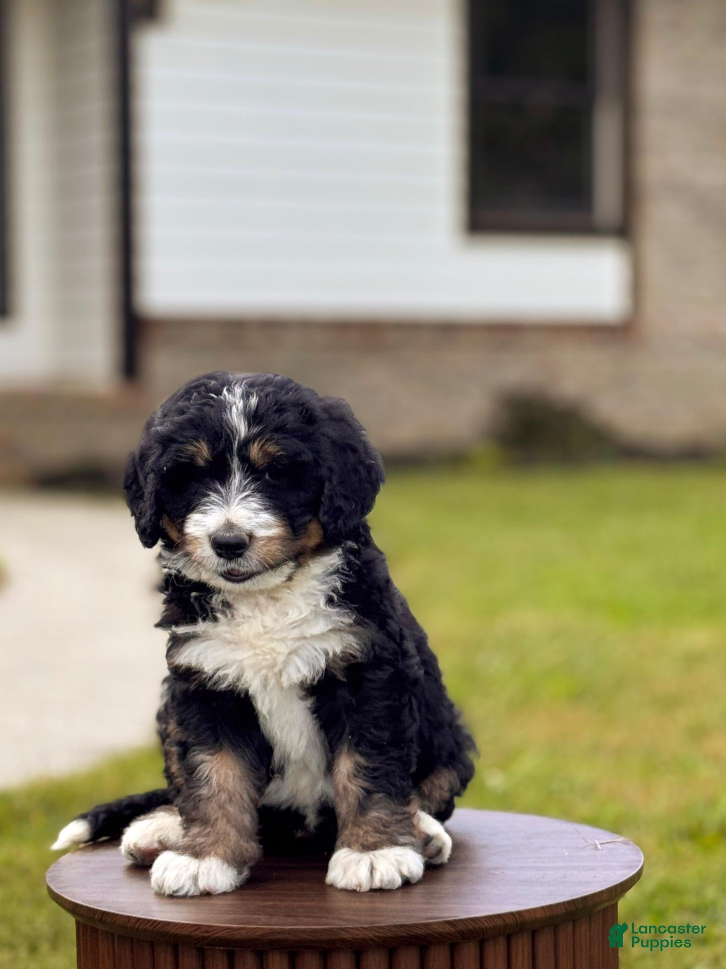 Bernedoodle dogs Paddington - Ad 1