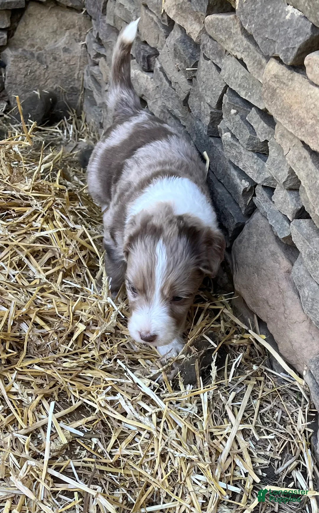 Aussiedoodle dogs for sale: Buckle - Ad 1
