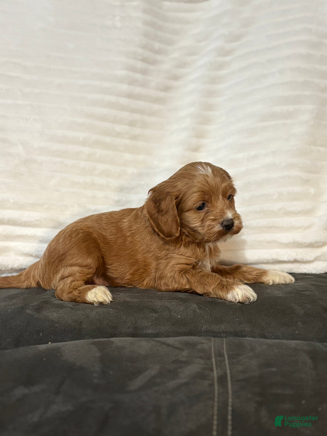 Cockapoo dogs for sale: Barkley - Ad 4