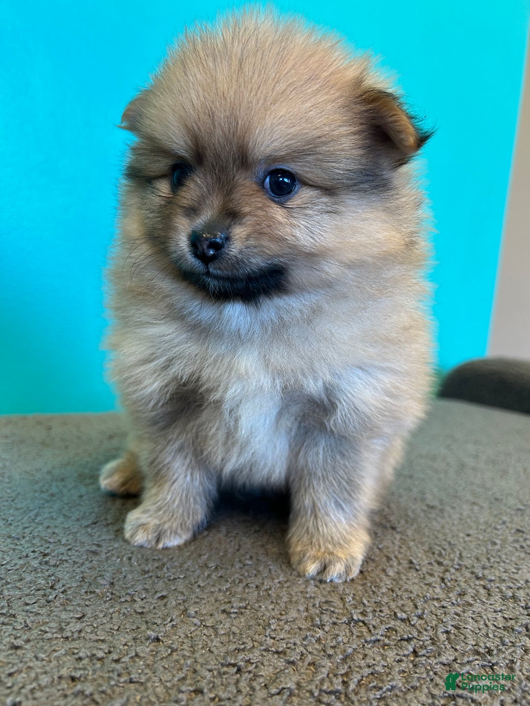 Gallery Image {{count}}