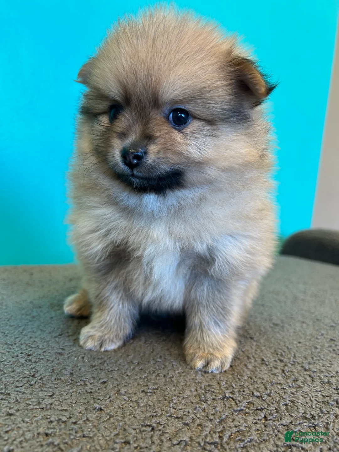 Gallery Image {{count}}