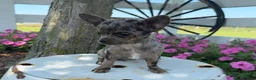 Chihuahua dogs for sale: Tina - Ad 3