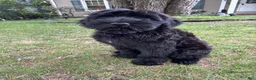 Giant Schnauzer dogs for sale: Grizzly - Ad 7