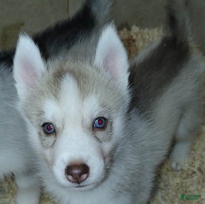 Siberian Husky dogs Adam - Ad 1