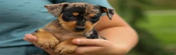 Miniature Pinscher dogs for sale: ACE - Ad 22