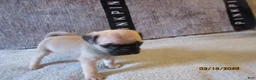 Pug dogs for sale: Pug Puppy 3 - Ad 9