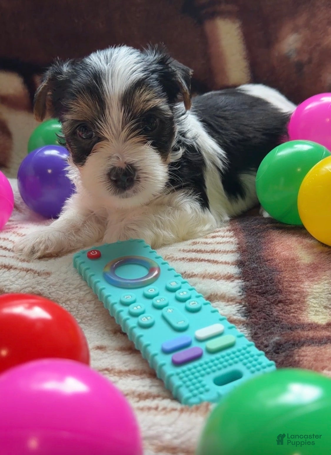 Yorkshire Terrier dogs Nova | Yorkshire Terrier 3 - Ad 1