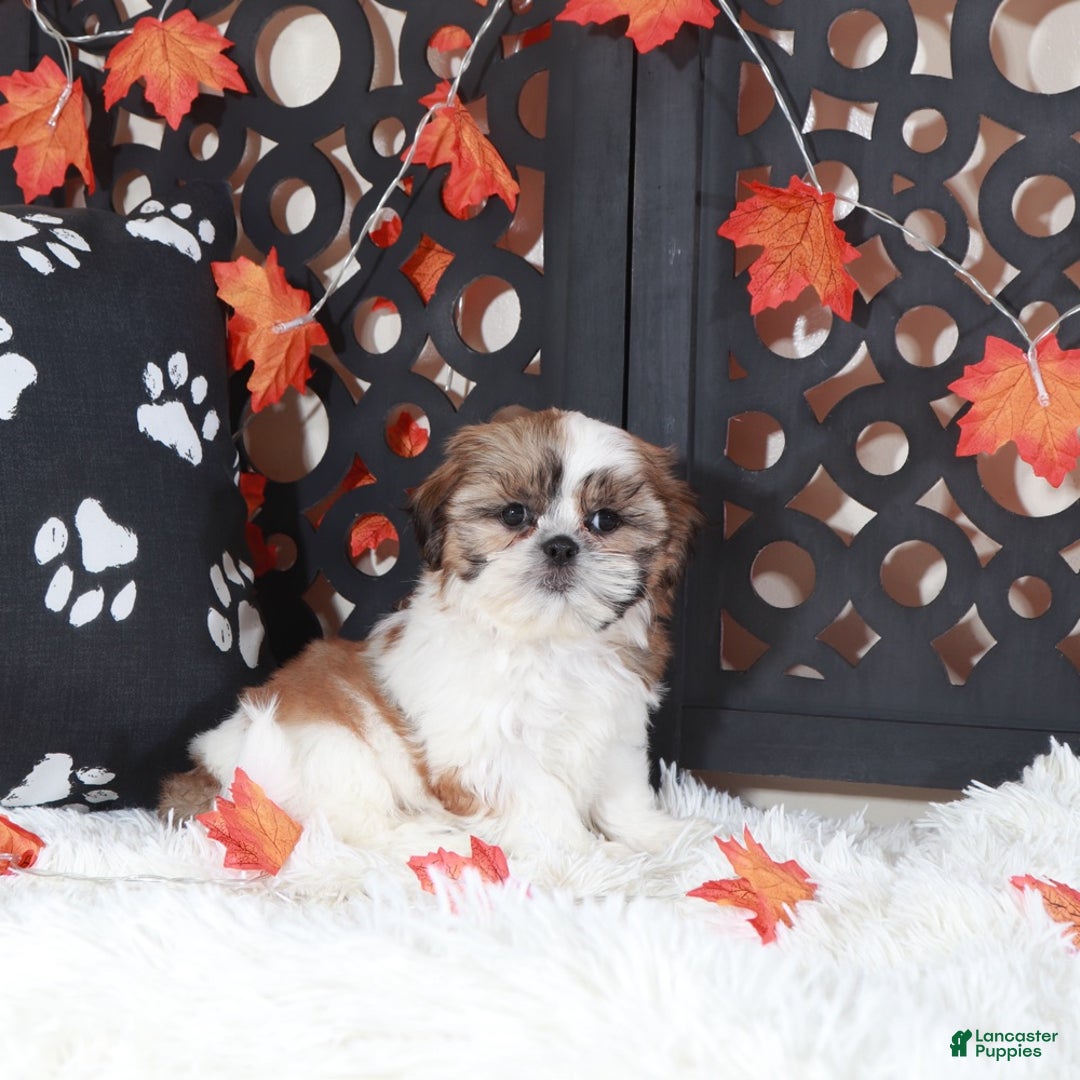 Shih Tzu dogs for sale: Conner - Ad 1