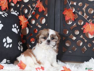 Shih Tzu dogs Conner - Ad 35