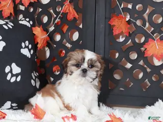 Shih Tzu dogs Conner - Ad 12