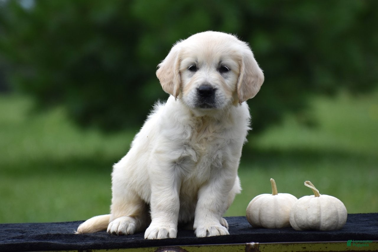 Golden Retriever dogs Daisy - Ad 2