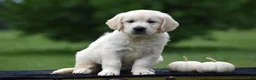 Golden Retriever dogs for sale: Daisy - Ad 2
