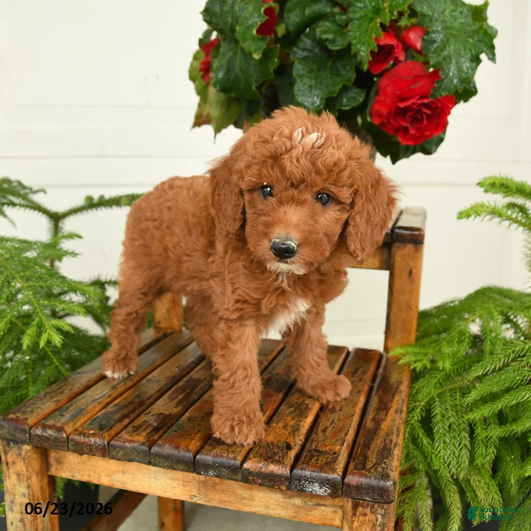 Mini Goldendoodle dogs for sale: Finn - Ad 3