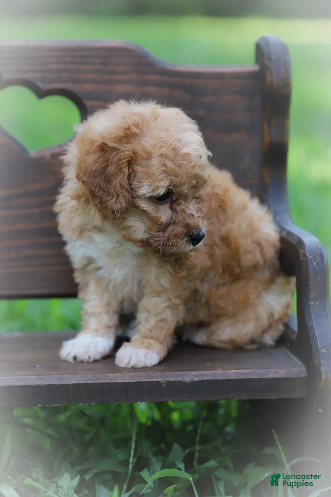 Miniature Poodle dogs for sale: Penny - Ad 3