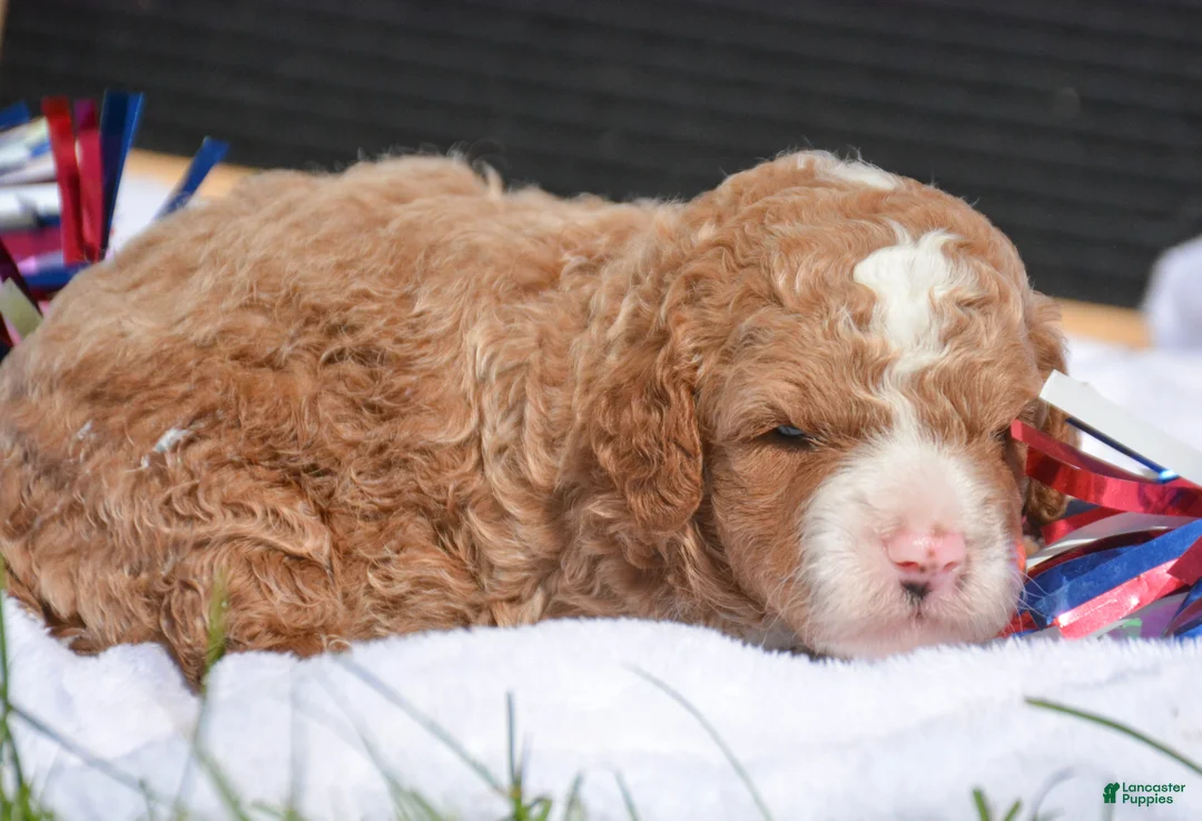 Mini Goldendoodle dogs for sale: Duce Mini Goldendoodle 1 - Ad 2