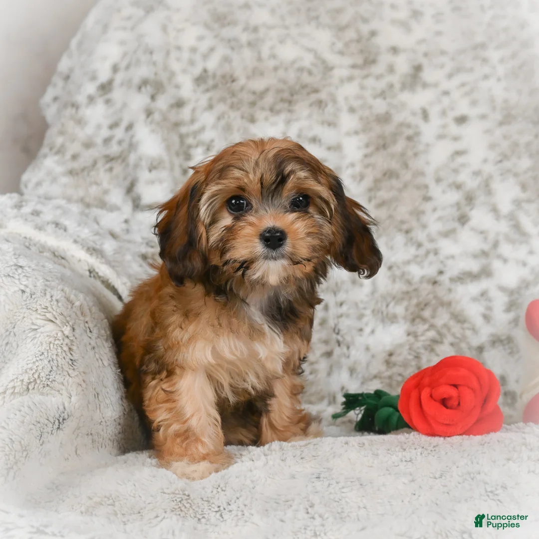 Havanese dogs for sale: Holly - Ad 3
