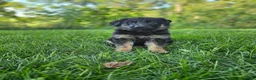 German Shepherd dogs for sale: Jack  - Ad 5
