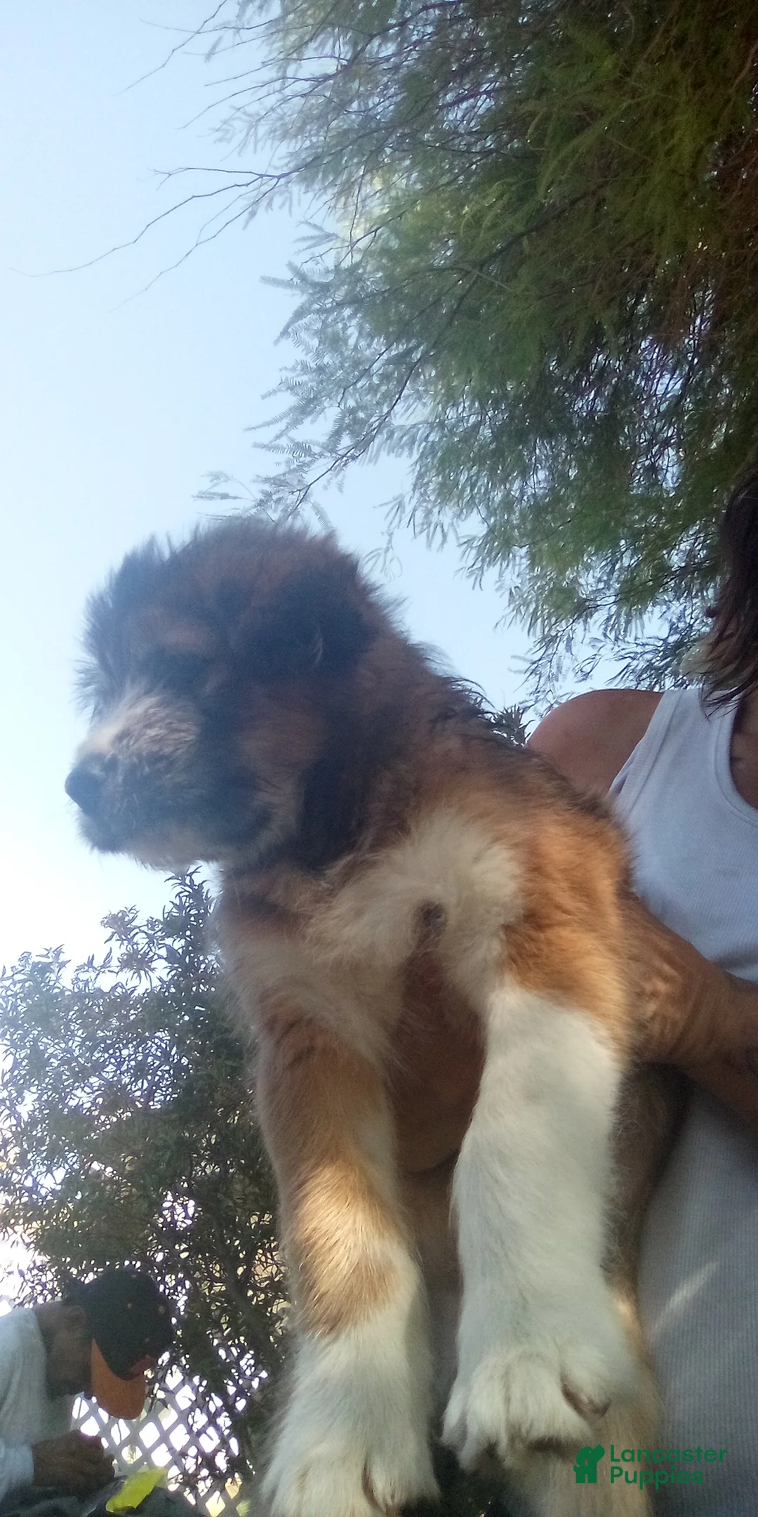 Mixed Breed dogs for sale: OG - Ad 1