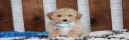 Bichpoo dogs for sale: Rio - Ad 2