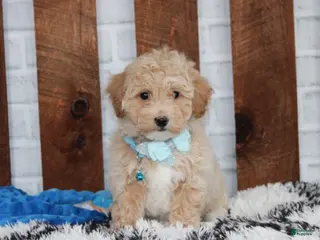 Bichpoo dogs Rio - Ad 2