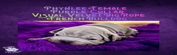 French Bulldog dogs for sale: Phynlee “Purple Collar”, Female  - Ad 7