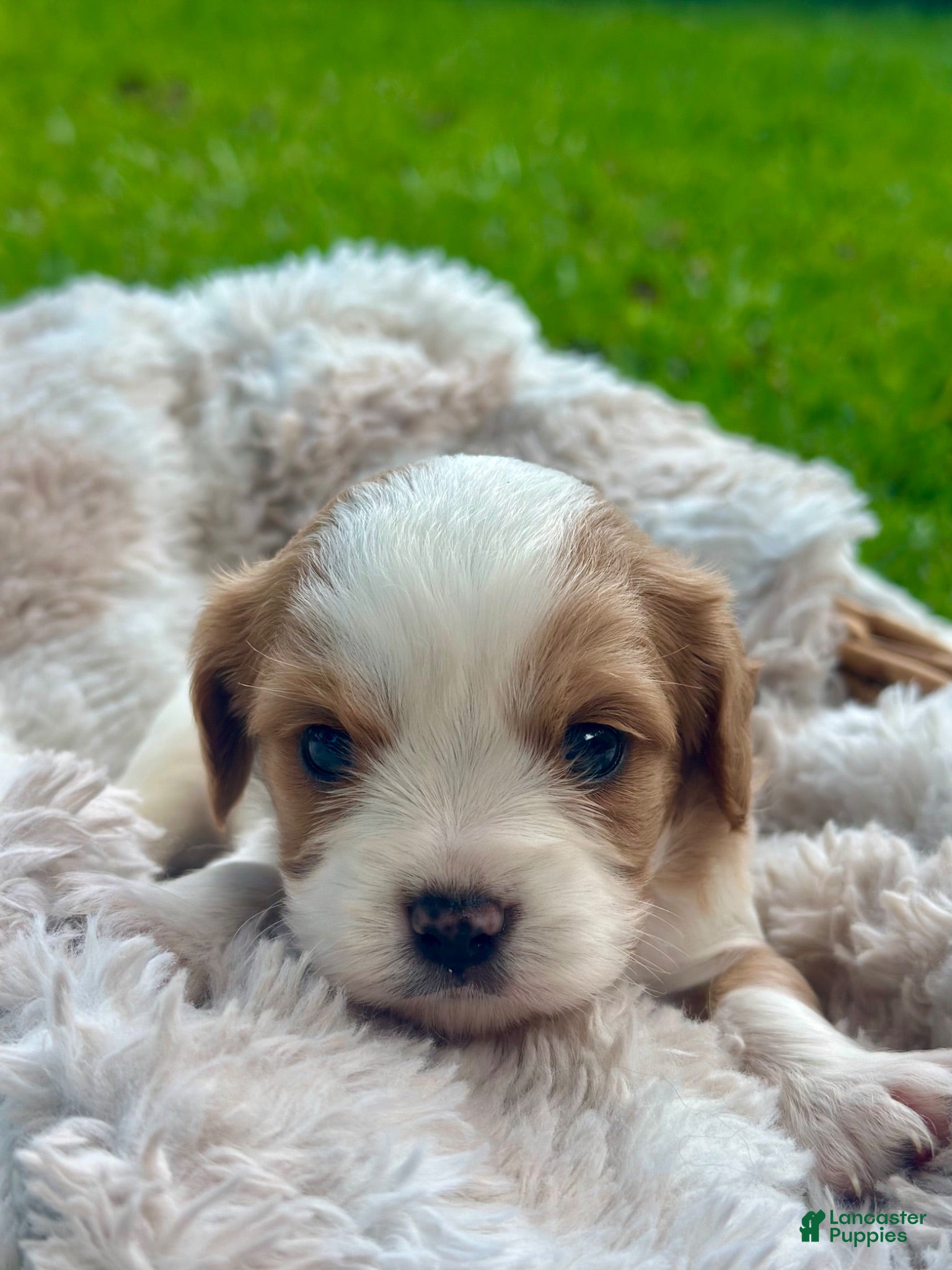 Cavalier King Charles Spaniel dogs Chase - Ad 3
