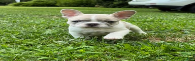 French Bulldog 4