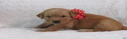 Golden Retriever dogs for sale: LESLIE - Ad 15