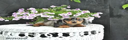 Dachshund dogs for sale: Asher - Ad 5